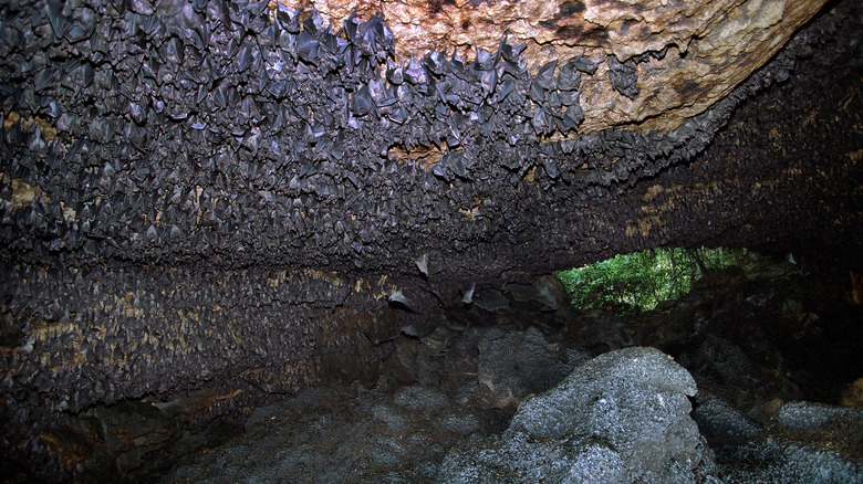 Bats cover cave ceiling, Egypt