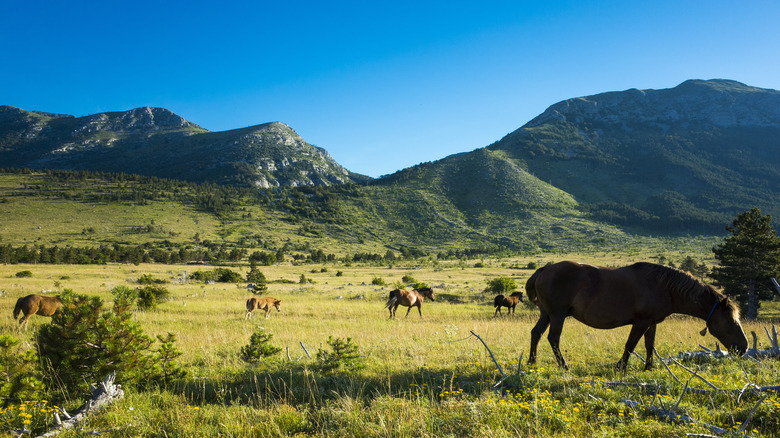 Horses in a meadow in Paklenica