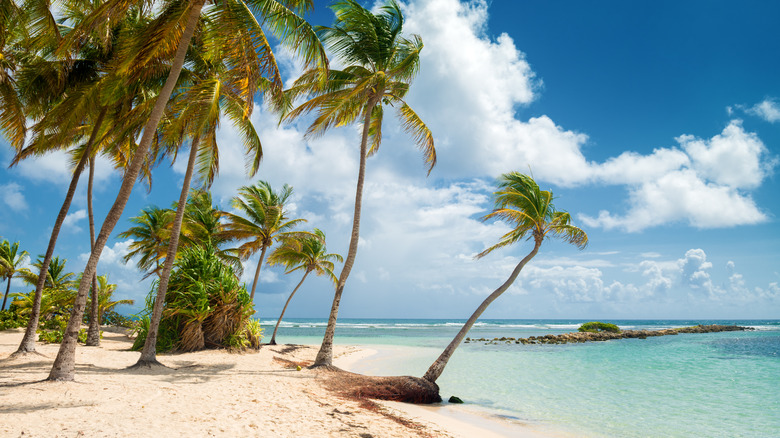 Clear beaches of Guadeloupe