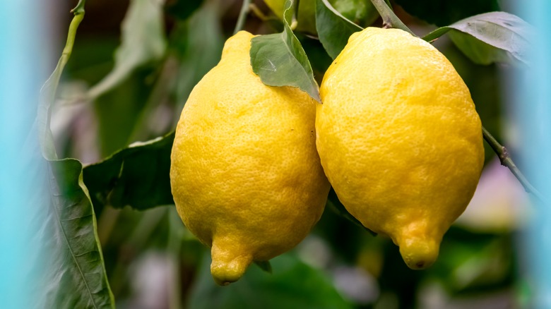 Close-up of two lemons on tree