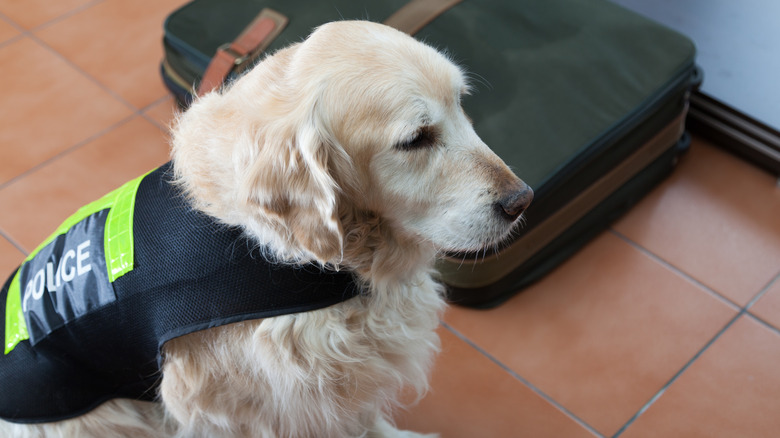 TSA dog by suitcase