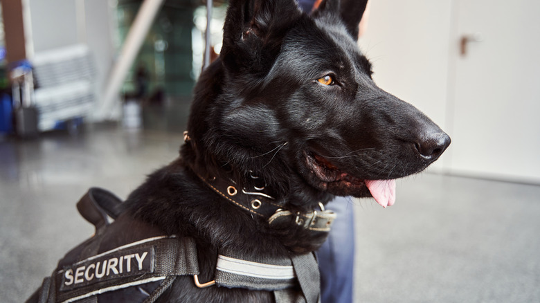 security dog close up