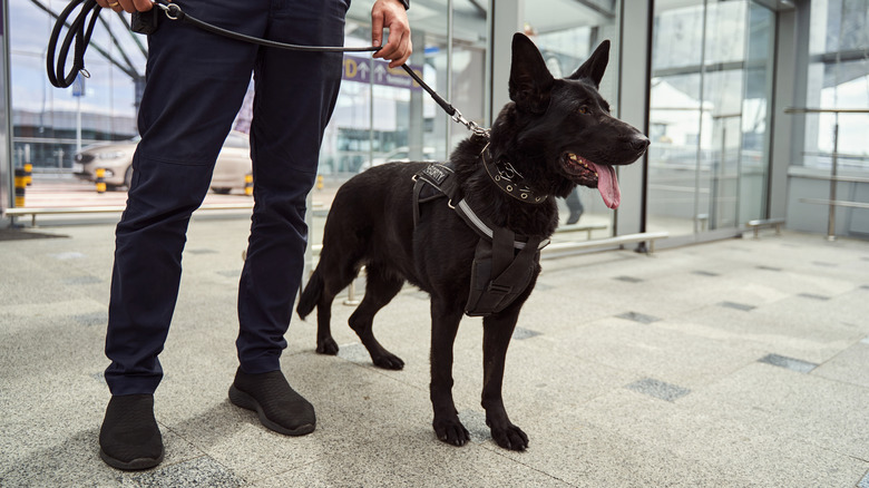 TSA dog with handler