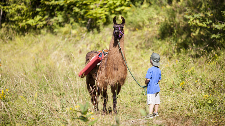 Boy with a llama