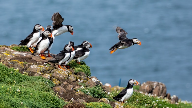 Shetland puffin colony