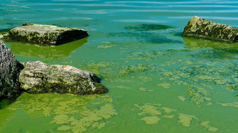 water with rocks and blue-green algae