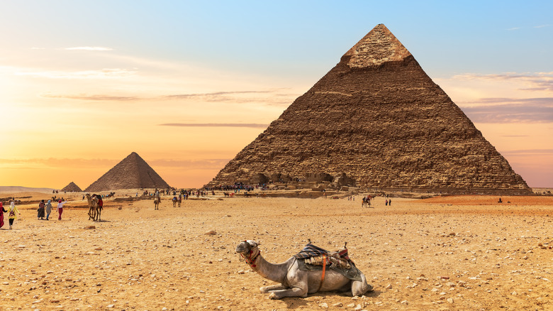 Camel, Great Pyramid of Giza