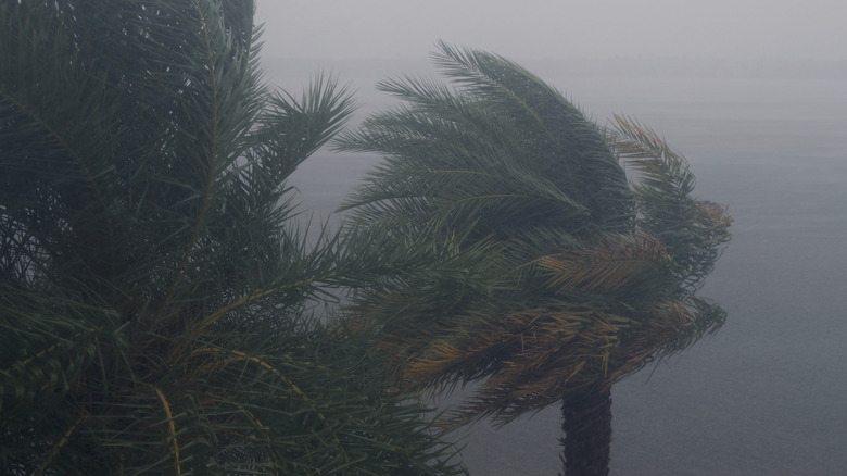 Hurricane and palm trees