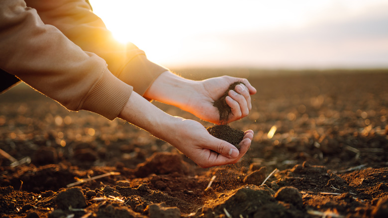 Person with hands in dirt  