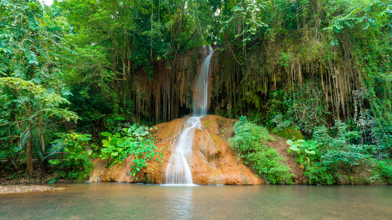 jungle and waterfall over rocks