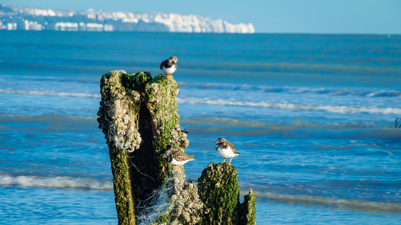 St Mary's Bay UK sea birds