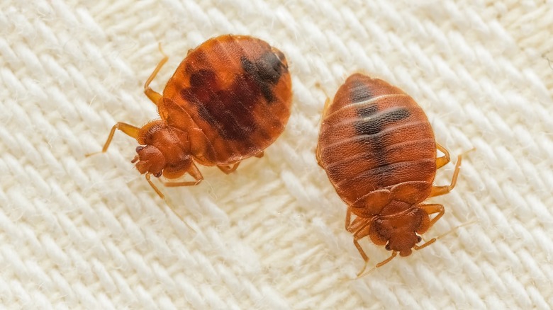 Bed bugs on fabric