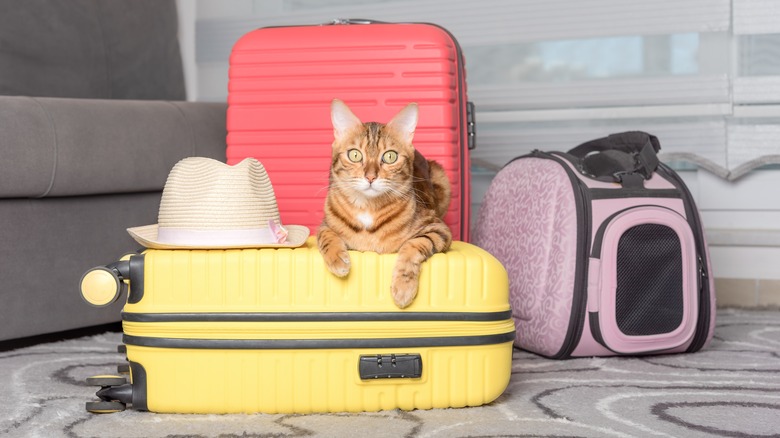 Cat ready for travel