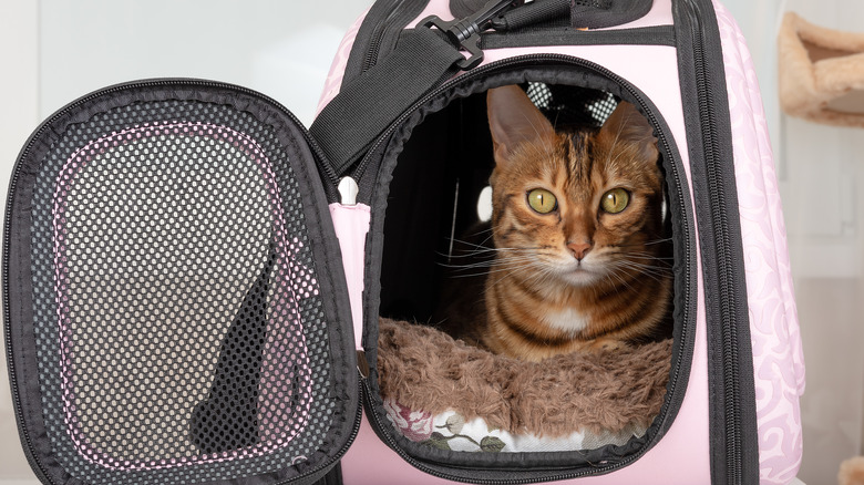 Bengal cat in soft-sided carrier