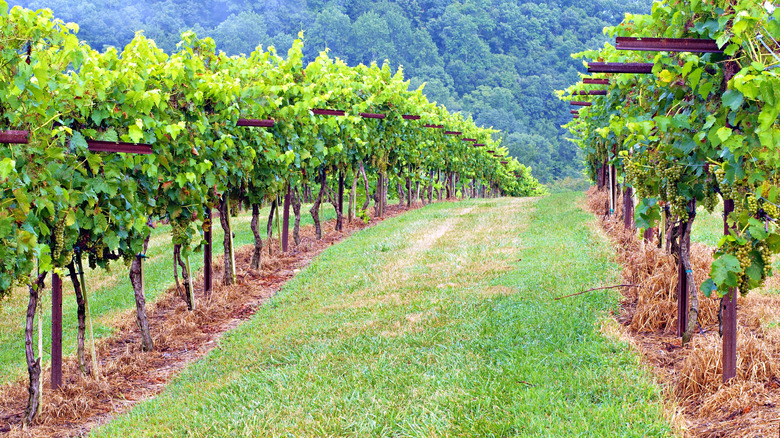 A vineyard in Hampshire, Tennessee