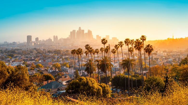 palm trees and city skyline