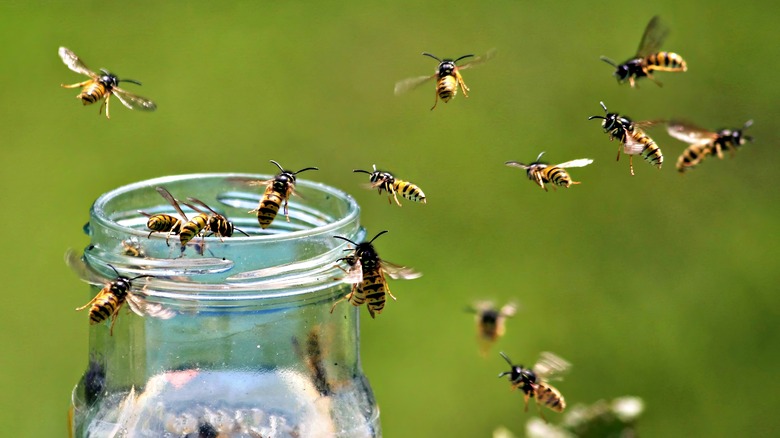 Wasps flying around bottle