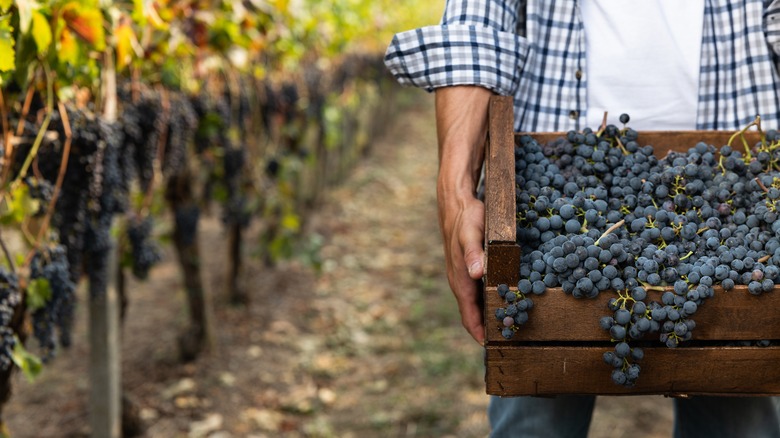 wine grape harvest