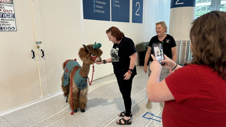 Max the therapy Llama at PDX