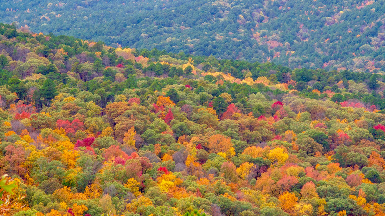 aerial view of brilliant fall foliage