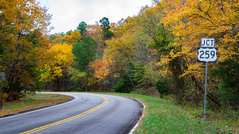 curved road and autumn trees