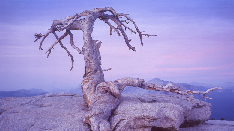 The iconic Jeffrey Pine of Sentinel Dome in Yosemite National Park