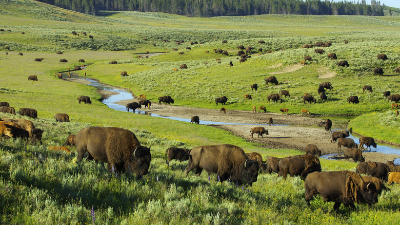 Hayden Valley bisons