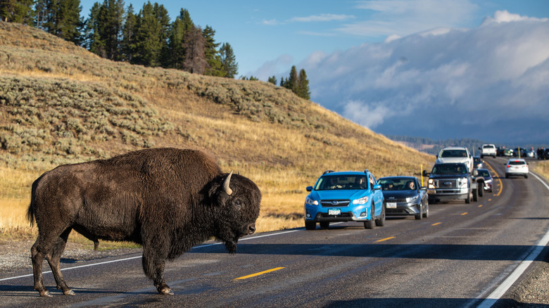 Hayden Valley buffalo on road