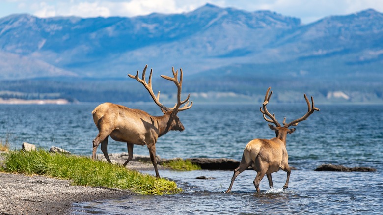 Bridge Bay elk Yellowstone Lake view