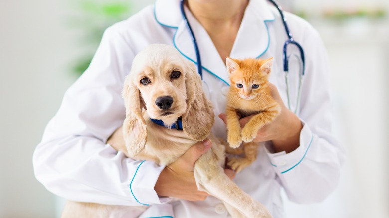 Veterinarian holds dog and cat