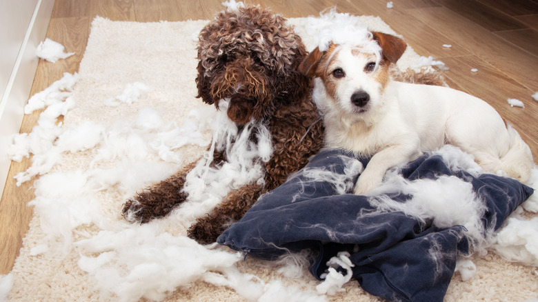 Dogs destroy a pillow