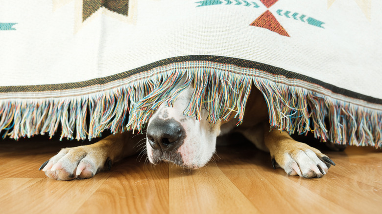 Dog hiding