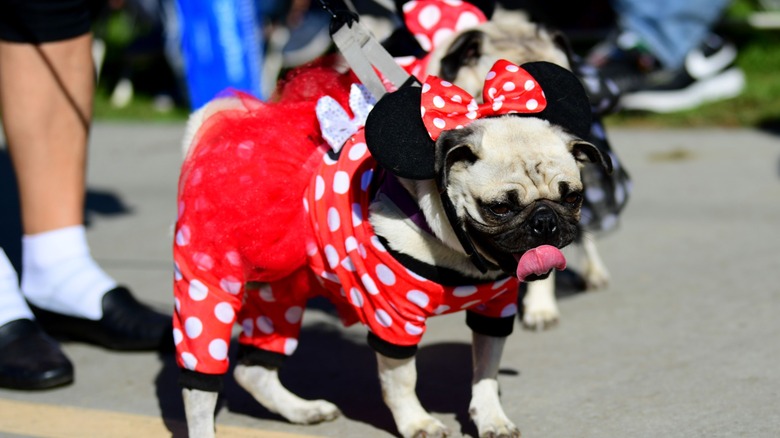 Dog wearing Minnie Mouse costume