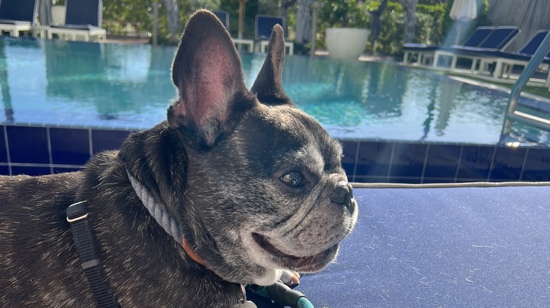Bulldog by a hotel pool