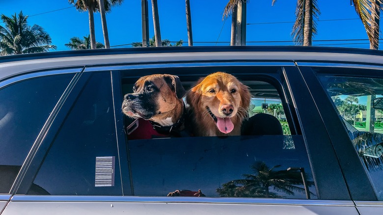 Two dogs hanging out car window
