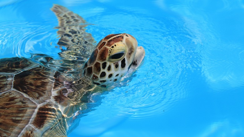 sea turtle at the Turtle Hospital in Marathon, Florida