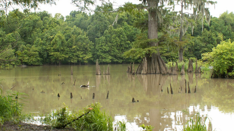 Devil's Swamp Lake