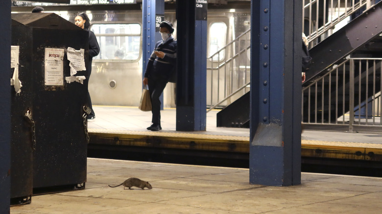 Rat in NYC subway station 