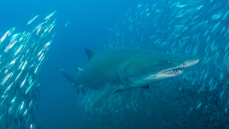 sand tiger shark with fish