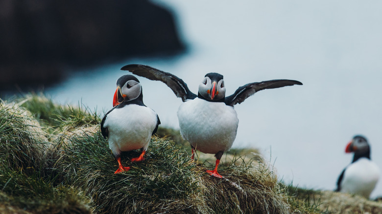 Atlantic puffins in Iceland