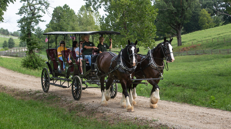 A draft horse-drawn carriage in Hermann