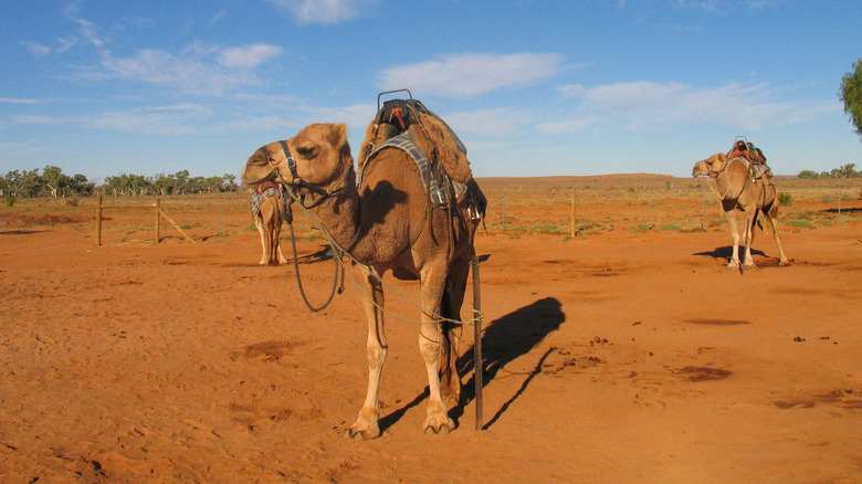 Camels in Northern Territory
