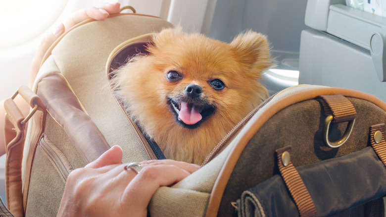 Pomeranian dog in a bag on airplane