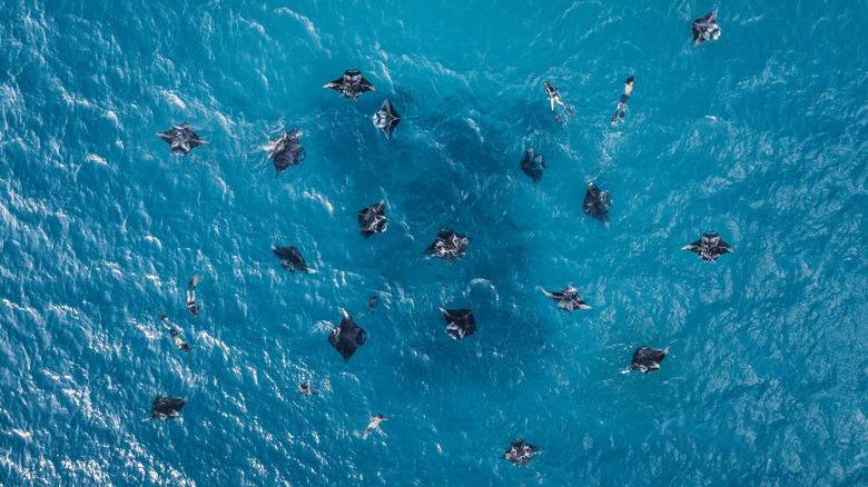 Manta rays in Baa Atoll