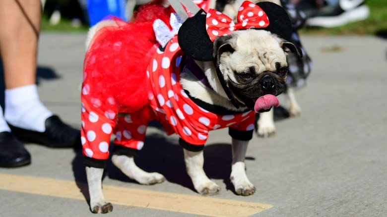 Pug as Minnie Mouse
