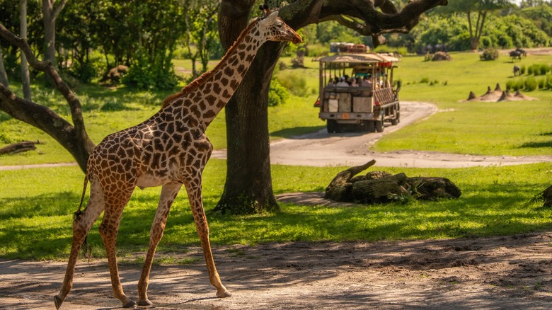 Kilimanjaro Safari ride at Animal Kingdom