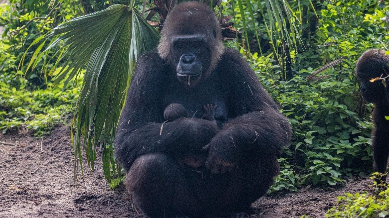 Western Lowland Gorilla and her baby