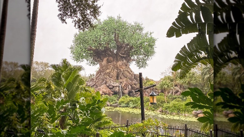Tree of Life during a rainy day
