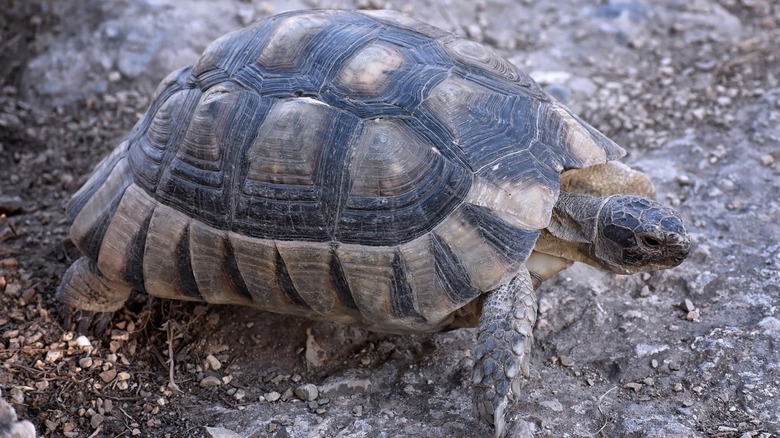 A tortoise at the Acropolis