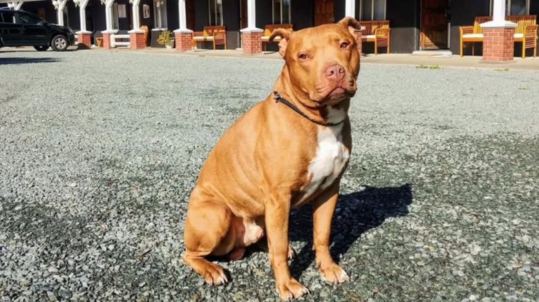 A dog sits in a parking lot in front of the motel.